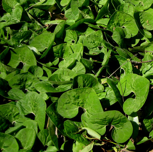 Asarum canadense - Click Image to Close